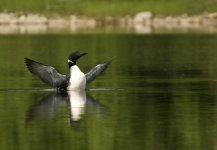 loon .jpg