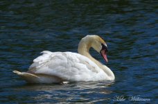DSC_0552.JPG