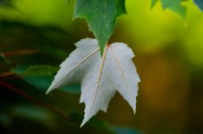 DSC_8479.jpg