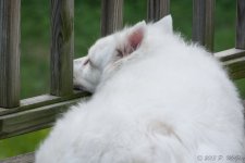 DSC_0925.jpg