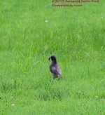 181 Robin with Worm-130630_01.jpg