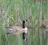181 Goose-130630-09_01.jpg