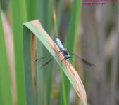 181 Dragonfly-130630-03_01.jpg