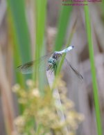 181 Dragonfly-130630-01_01.jpg