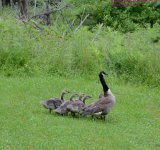 181 Goose-130630-19_01.jpg