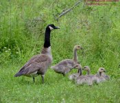 181 Goose-130630-37_01.jpg
