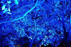 DSC_1227.JPG