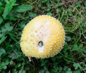 182 Mushroom-130701_01.jpg