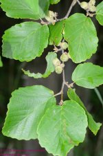 182 Leaves-130701-01_01.jpg