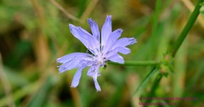 182 Chickory Flower-130701_01.jpg