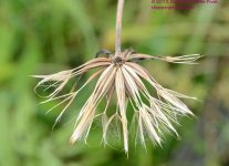 182 Seed Flower-130701_01.jpg
