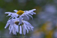 flowers.jpg