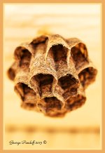 Day182WaspNest.jpg