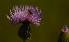 Thistle head.jpg
