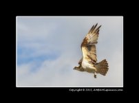 Osprey-1.jpg