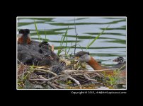 Red-Neck-Grebe-(15).jpg
