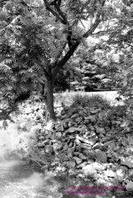 183 Choconut Creek-130702-08-BW_01.jpg