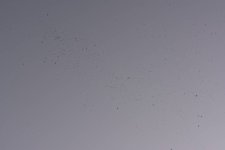 DSC_0814.jpg