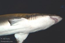 DSC_3917.jpg