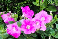 DSC_0979.jpg
