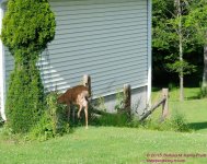 184 Deer-130703-02_01.jpg
