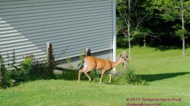 184 Deer-130703-11_01.jpg