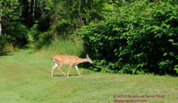 184 Deer-130703-12_01.jpg
