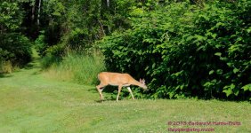 184 Deer-130703-13_01.jpg