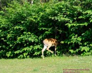 184 Deer-130703-16_01.jpg