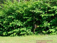 184 Deer-130703-17_01.jpg