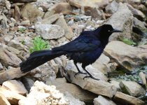 Grackle4.jpg
