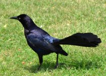 Grackle3.jpg