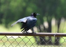 Grackle2.jpg