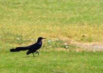 Grackle1.jpg