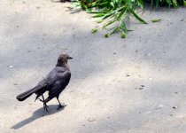 GrackleLady.jpg