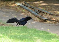 GrackleStrut.jpg