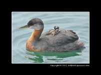Grebe-2.jpg