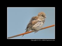 Sparrow.jpg