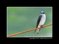 Swallow.jpg