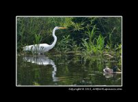Egret.jpg