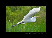 Egret-BiF.jpg