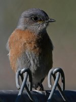 Bluebird4.jpg