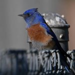 Bluebird6.jpg