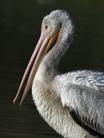 Pelican2.jpg