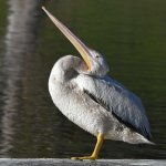 Pelican9.jpg