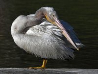Pelican10.jpg