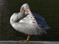 Pelican11.jpg