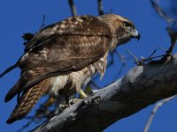 Hawk20.jpg