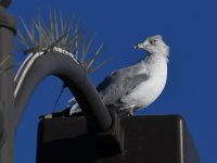 Gull2.jpg