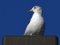 Gull5.jpg